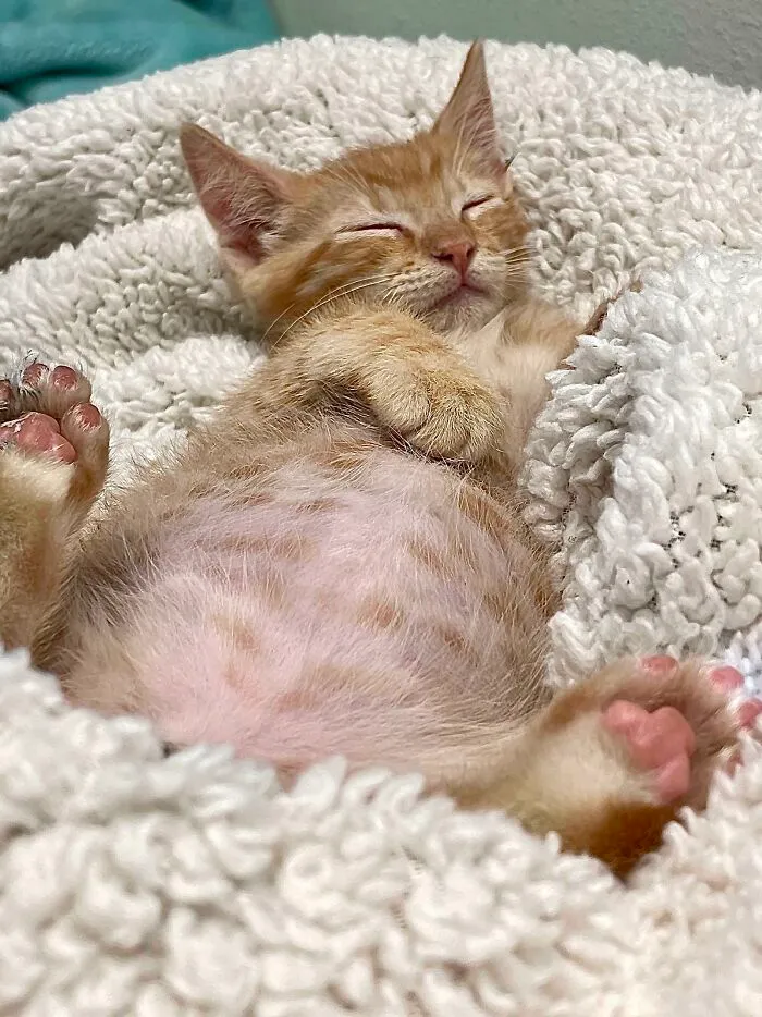 Sleeping orange kitten with pink paws resting on a soft blanket among the cutest cats to melt your heart.