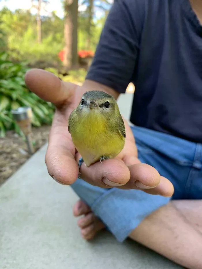 Pajaro pequeño y adorable posado en la mano de una persona, mostrando animales adorables en un entorno natural.