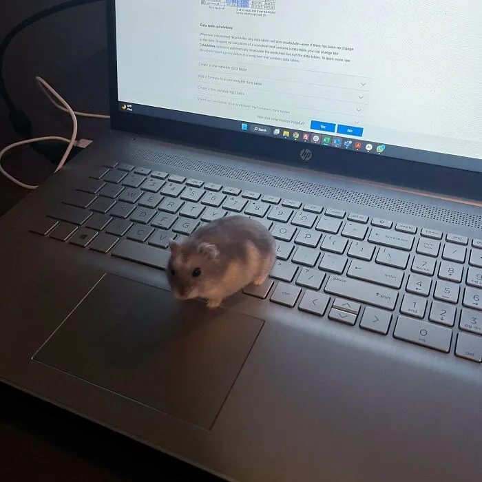 Small hamster on a laptop keyboard, one of many funny animals being their hilarious selves to make your day better.