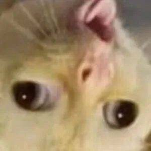 your weird cat