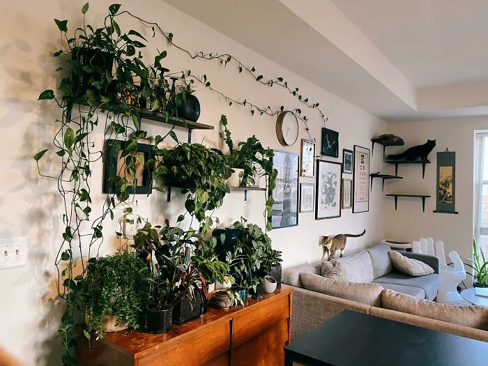 Plants on the shelf 