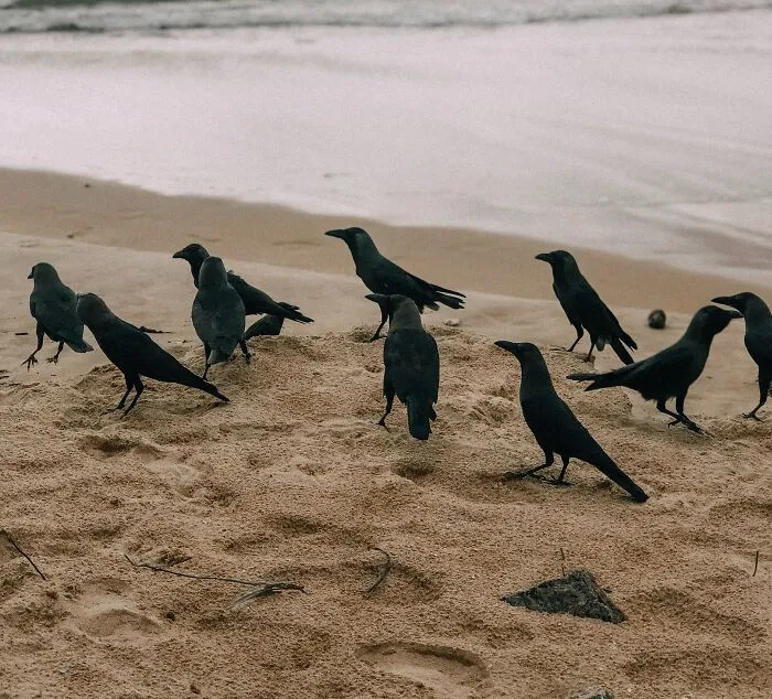 Crows Hold Grudges