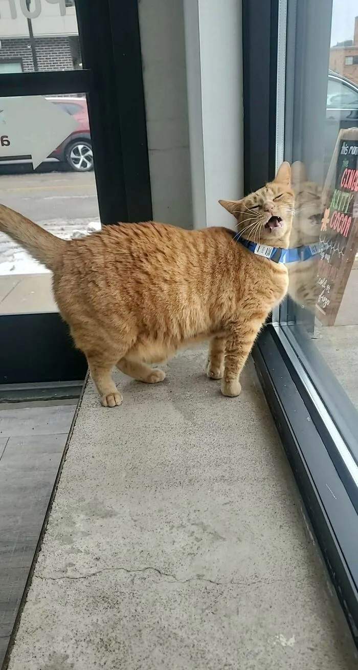 The Day I Picked Her Out At The Shelter