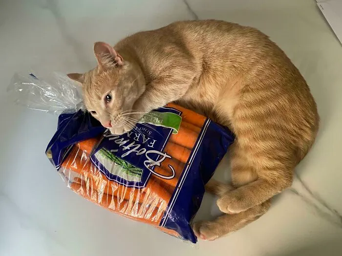 10 Months Old And Still Needs His Emotional Support Carrots