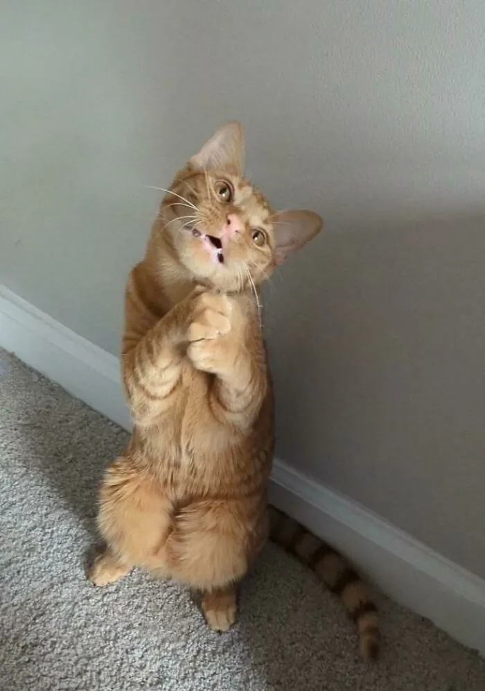 Does Begging For The Braincell Help?