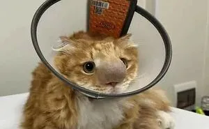 “One Orange Braincell”: 50 Times Ginger Cats Proved Just How Hilariously Unpredictable They Really Are (New Pics)