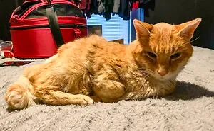 “One Orange Braincell”: 50 Times Ginger Cats Proved Just How Hilariously Unpredictable They Really Are (New Pics)