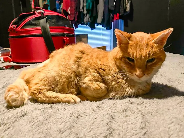 Just Brought Home This Senior Orange Boy - Meet Kenneth!