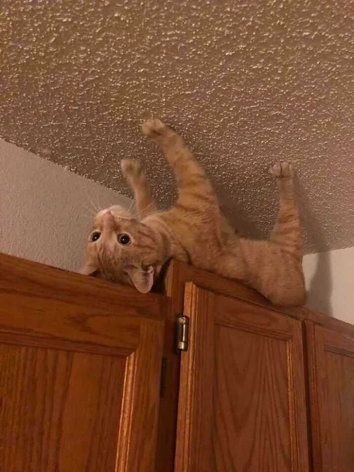Orange Cat