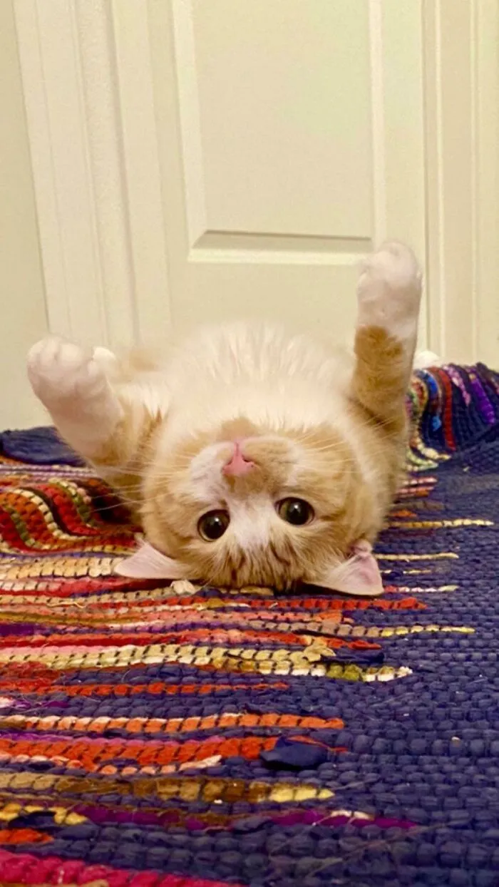 This Is Gus Gustopher Gustopherson