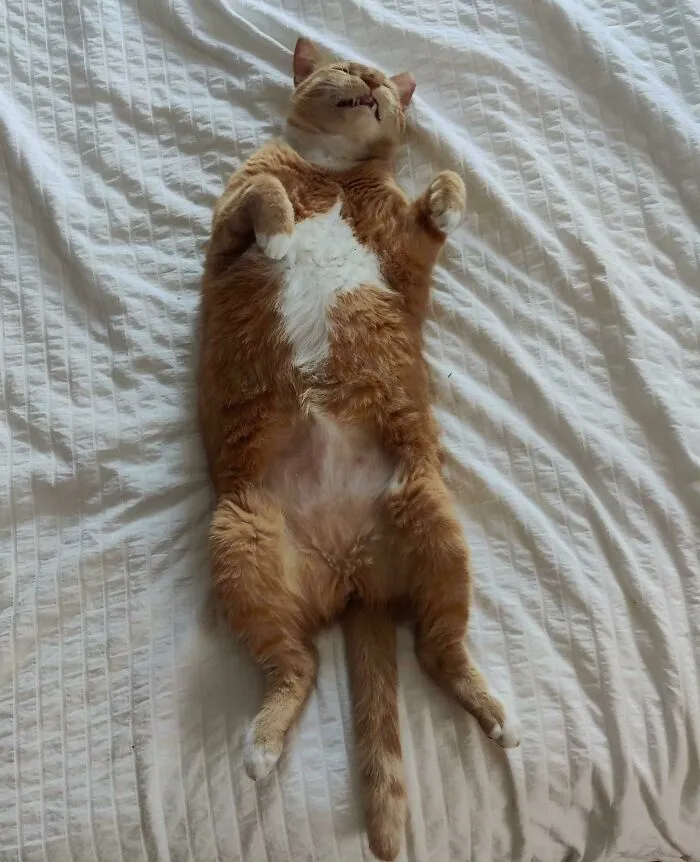I Just Realized Nugget Has An Upvote On His Chest
