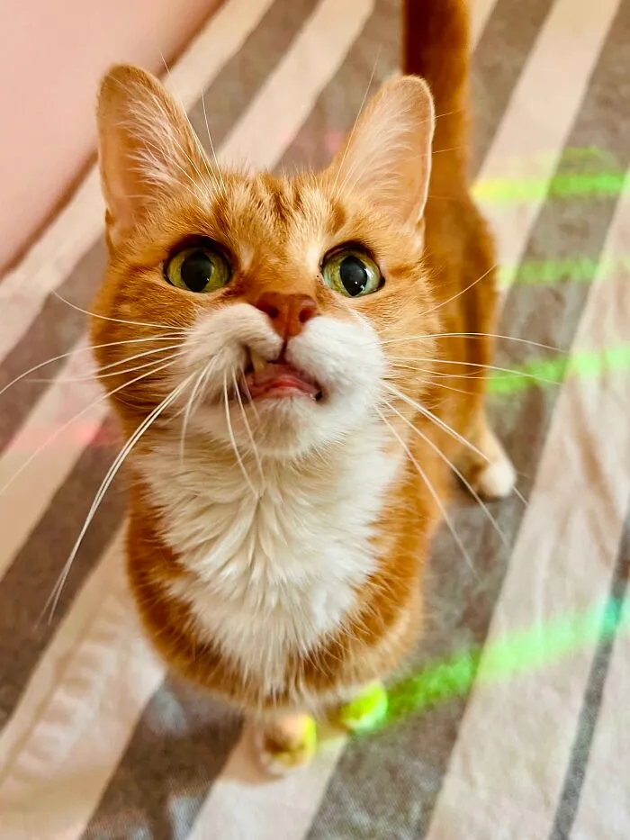 My Loud, Snaggletooth’d, Single Brain Cell, Almost 17 Year Old Floof~