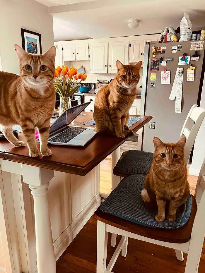 We Demand Food Father