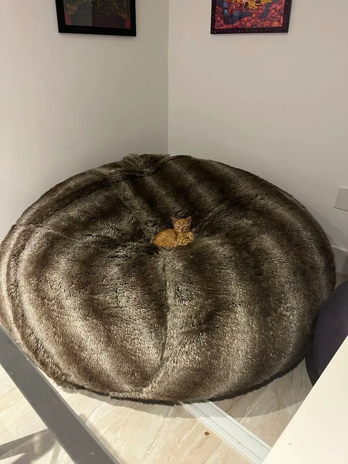 A Visualization Of The One Orange Brain Cell Floating Around My Cat’s Head