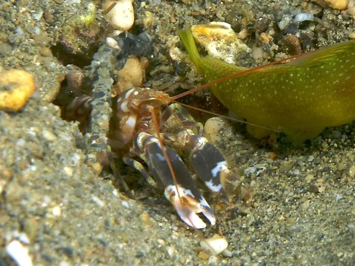 Pistol Shrimps Make Lethal Bubbles