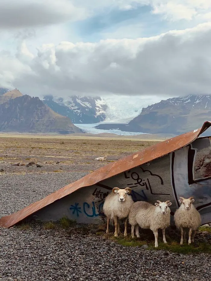 Viajamos por Islandia porque no pudimos ir a otro sitio. Encontré a estos chicos resguardándose del viento