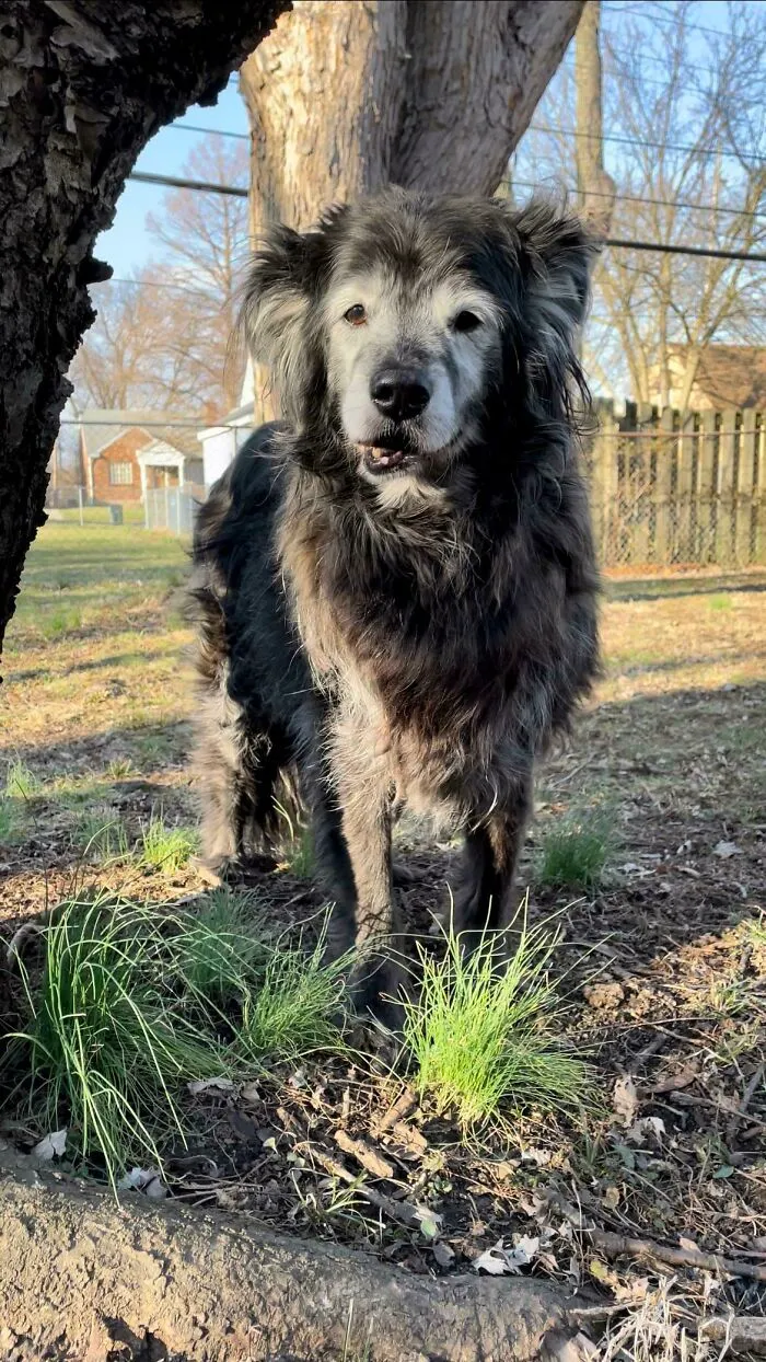 13 Year Old Baby. Wants Nothing More Than Cuddles And Walks