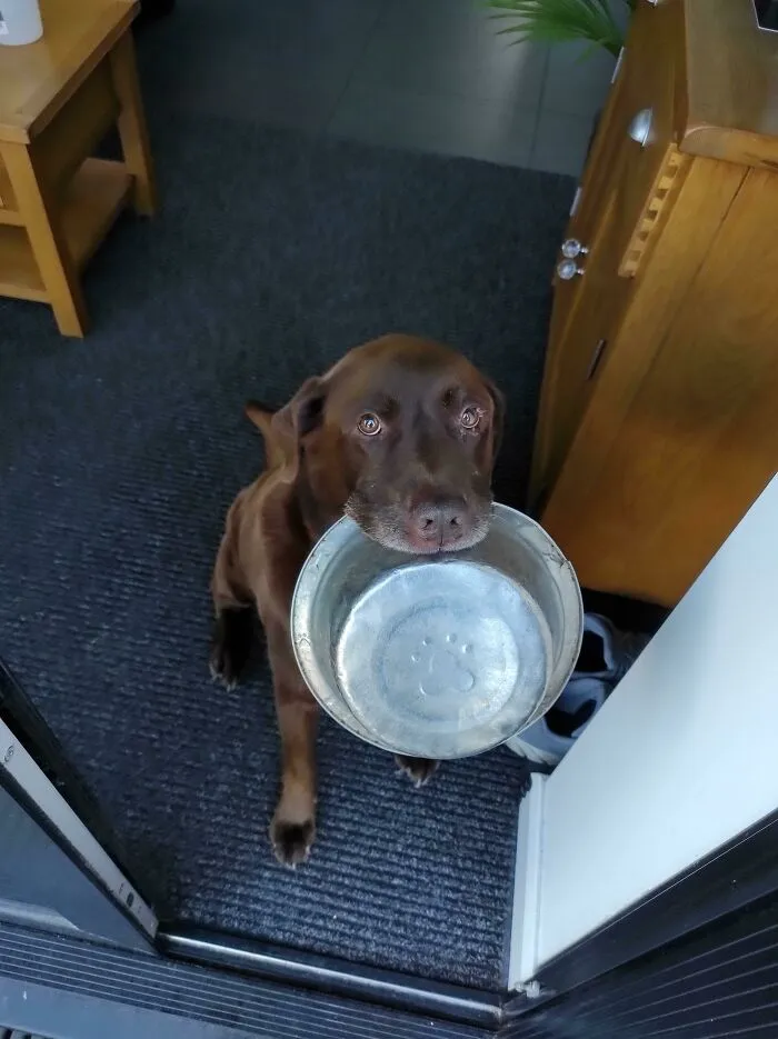 This Is Fred (10). He Still Looks And Acts Like A Puppy To This Day