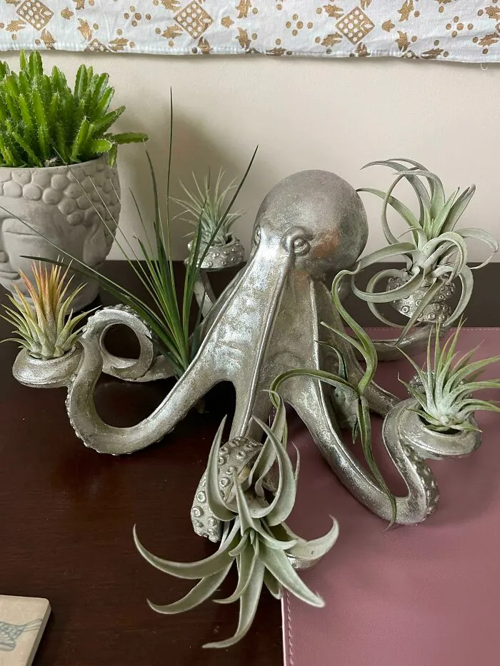 Heard You Guys Might Like My Air Plant Octopus