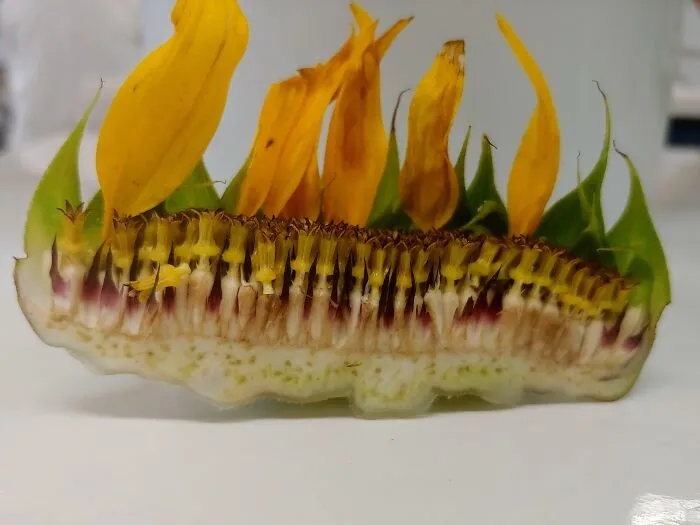 Tuve que cortar un girasol en el trabajo y pensé que podría ser apreciado aquí 