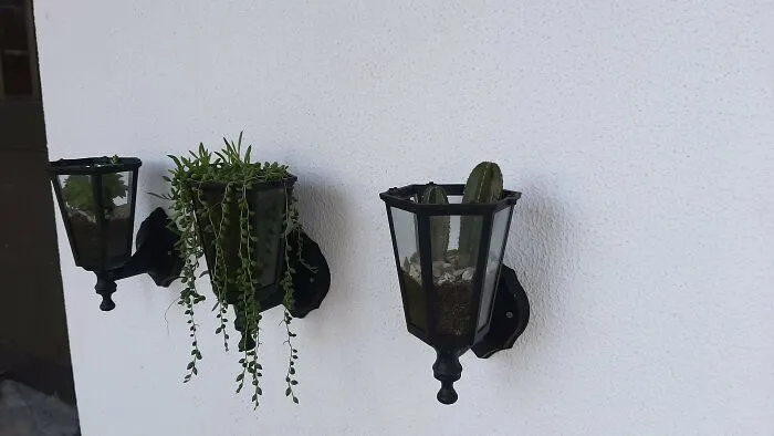 He reciclado estas viejas lámparas como jarrones para mis plantas. Me parecen geniales, sobre todo la del medio