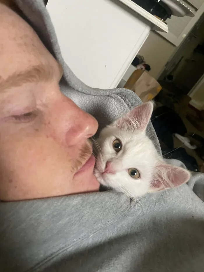 My Kittens Stealing Away My Husband, Any Advice?