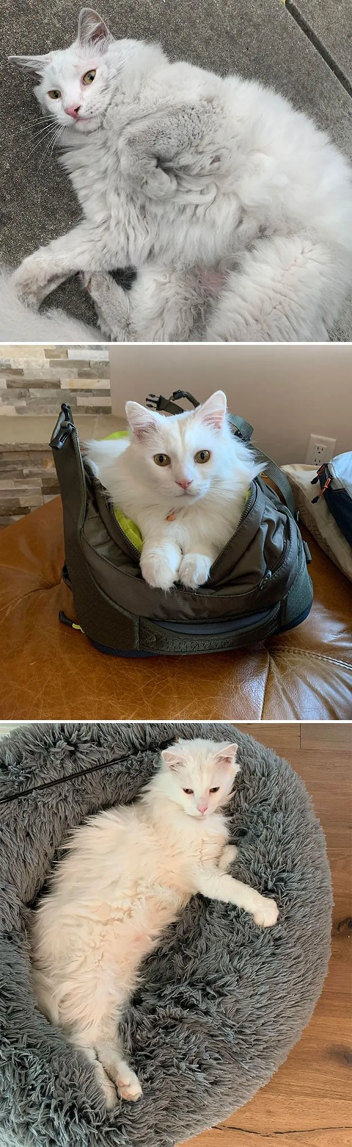 Grateful Every Day That This Goober Adopted Me 9 Months Ago!