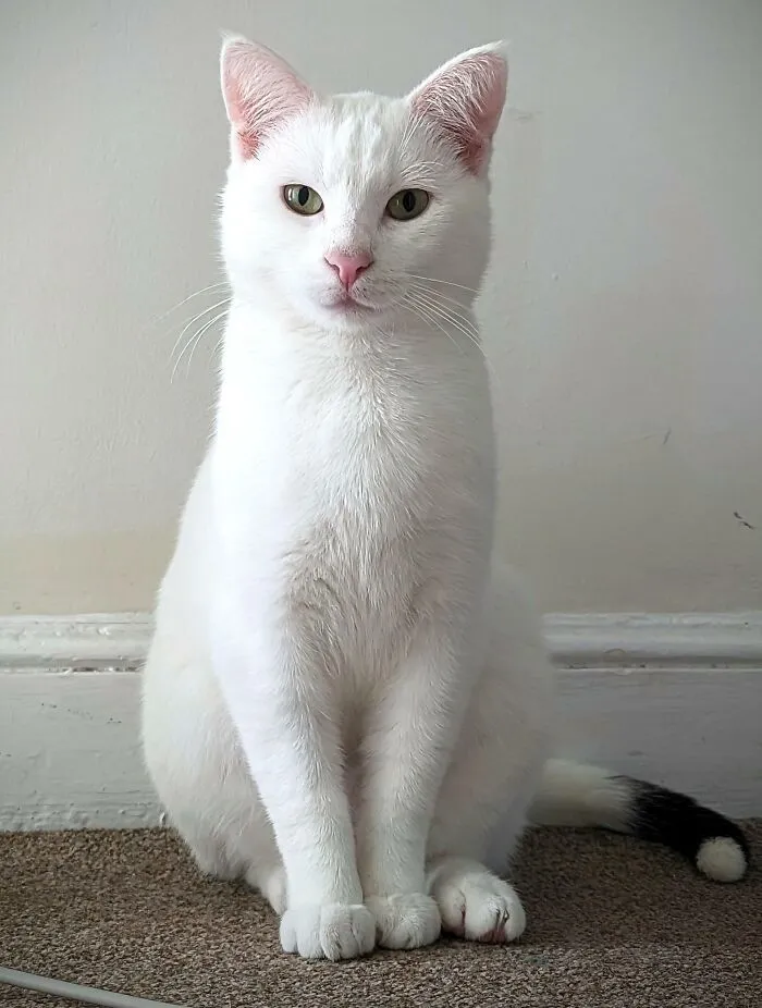 Meet Toby, My Rescue Cat
