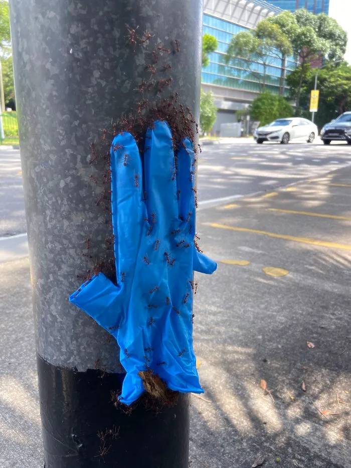 Vi a unas hormigas subiendo un guante por una farola