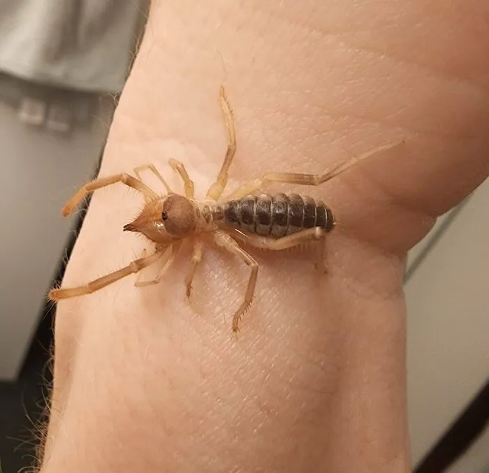 Una de las cosas más raras que he atrapado en mi casa (Sur de California)