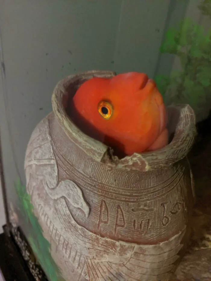 Red fish inside a decorative pot, showcasing a stunning aquarium idea.
