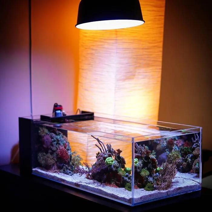 Modern aquarium with vibrant corals and unique lighting setup on display.