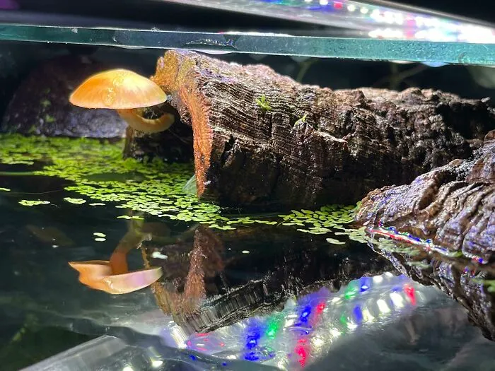 Aquarium idea featuring a log underwater with green algae and a mushroom, reflecting vibrant LED lights.