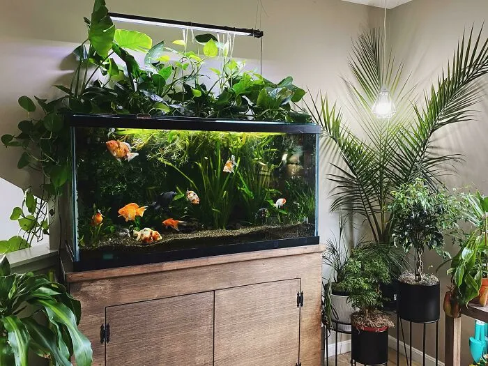Indoor aquarium setup with vibrant fish and lush green plants, showcasing stunning aquarium ideas.