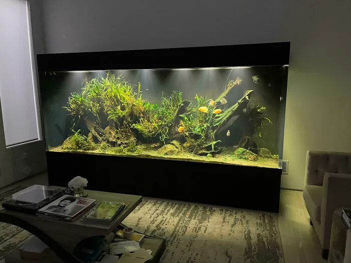I Present To You My In-Home Aquarium