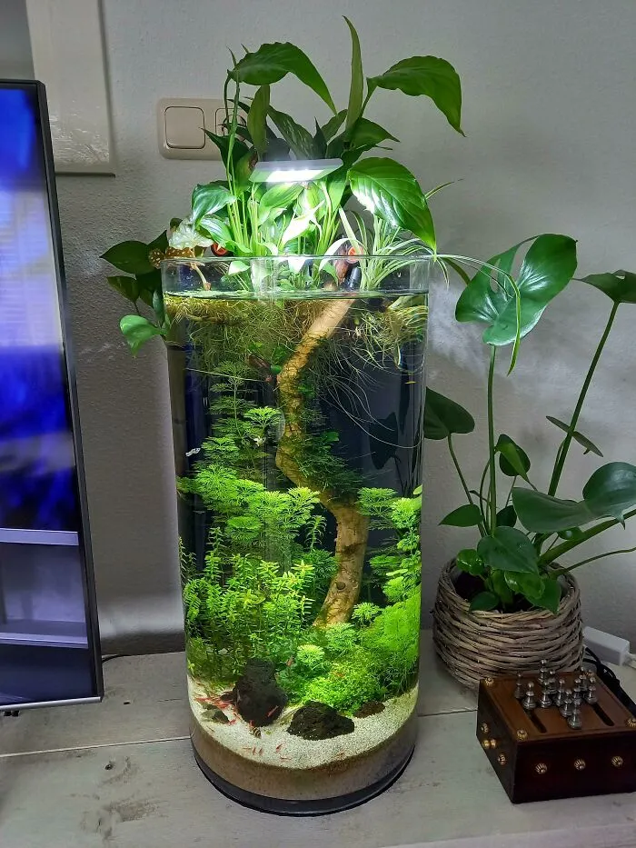 A Picture Of My 6 Month Old Vase Aquarium