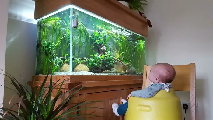 When I Need To Do Stuff Round The House. The Solution... Fish