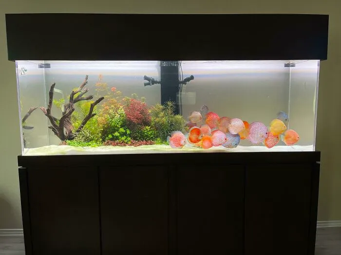 Aquarium showcasing vibrant fish and lush plants in a well-designed tank.