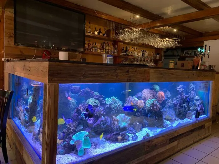 This Bar Near Bucharest. It Has 3 Aquariums And A Pond