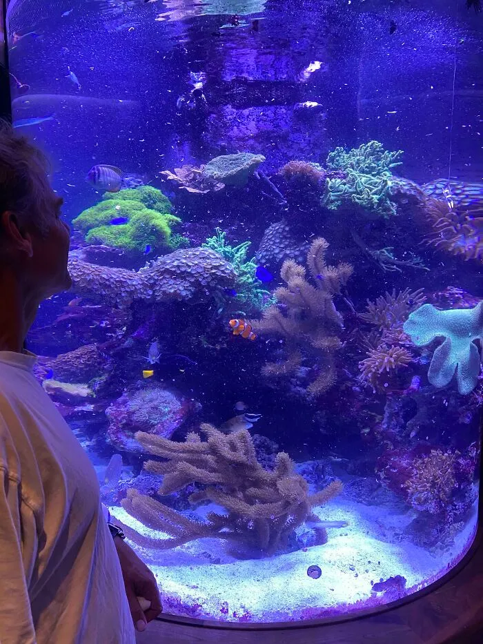 A person observing a stunning aquarium filled with colorful coral and fish.
