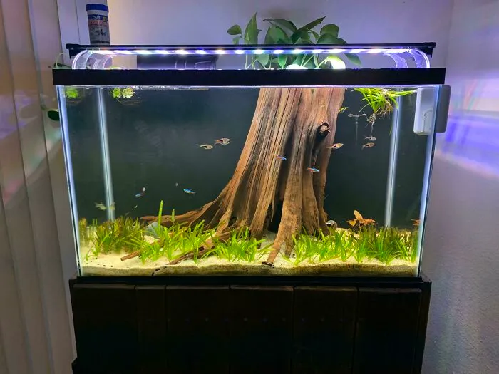 Aquarium with driftwood and green plants, containing small fish swimming inside.