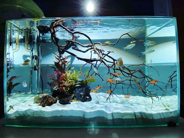 Aquarium idea featuring driftwood, colorful fish, and live plants in a clear tank.