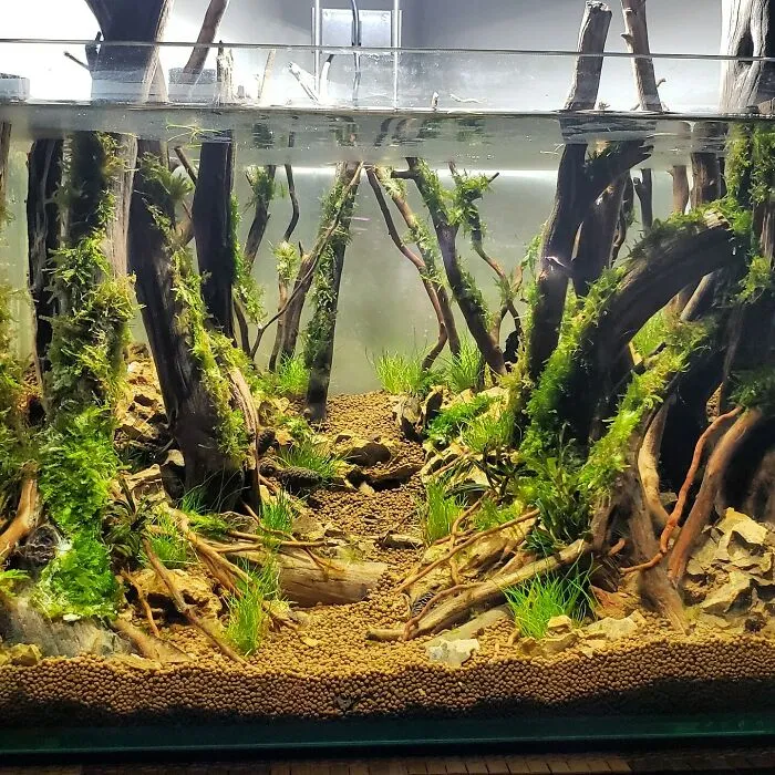 The Forest Has Been Planted!