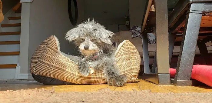 This Is Fluffy