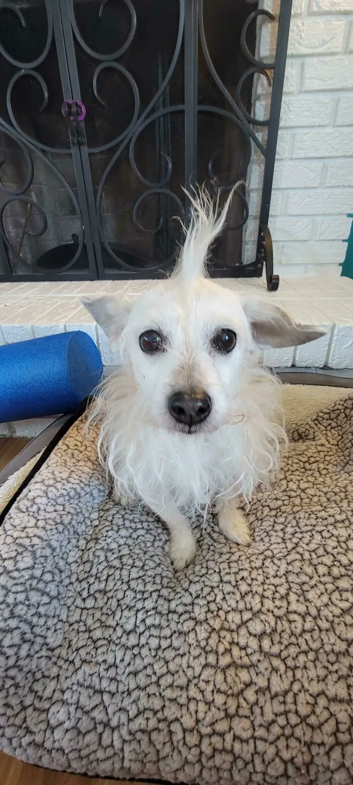 My Old Girl