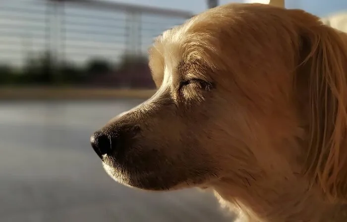My 10 Year Old Dog Getting Some Sunshine
