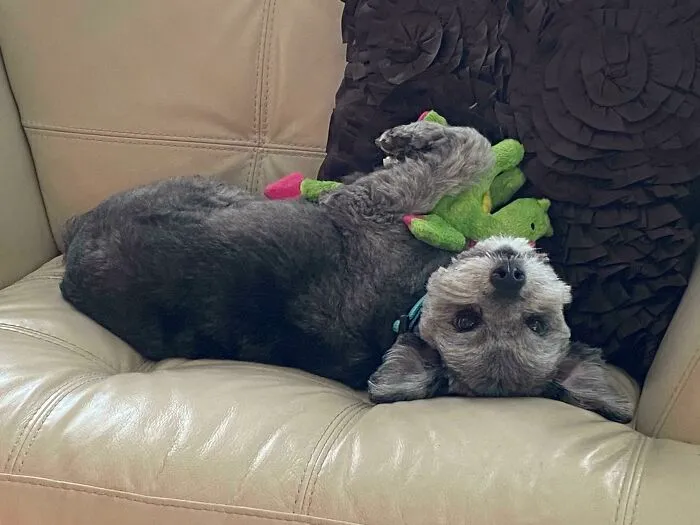 My Dog Named Griffin. He Is An 8-Year-Old Mix Of A Terrier And A Spaniel