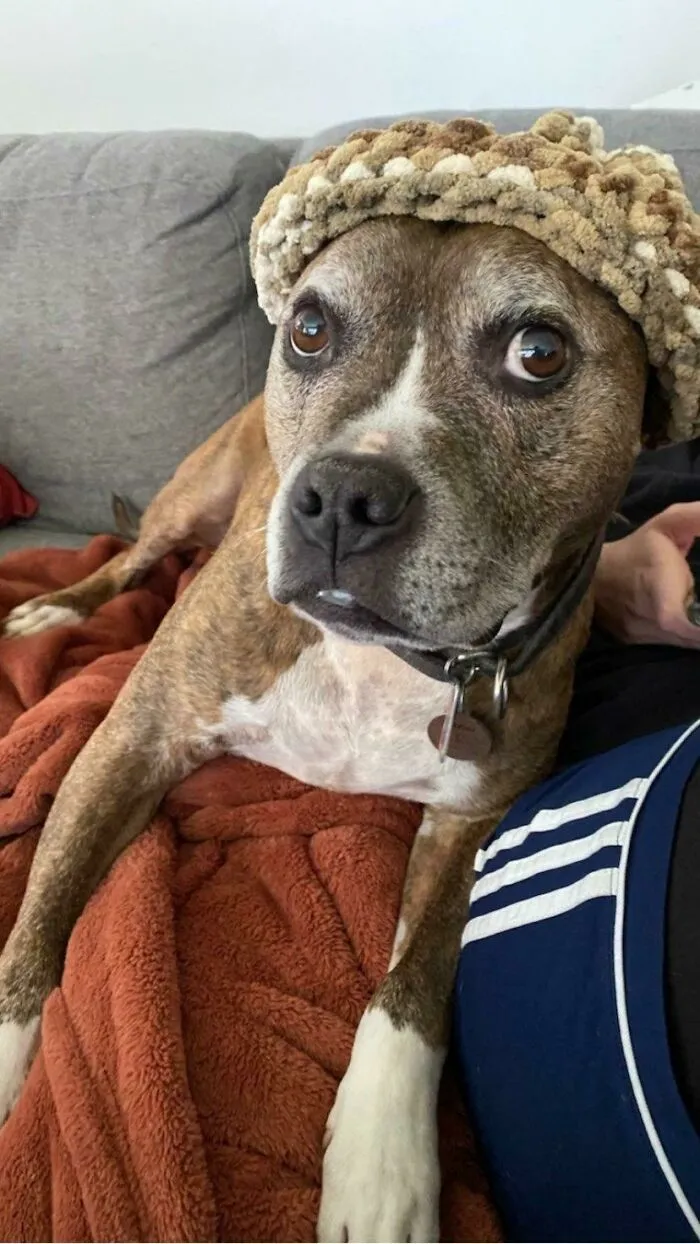 My Senior Dog, Dexter