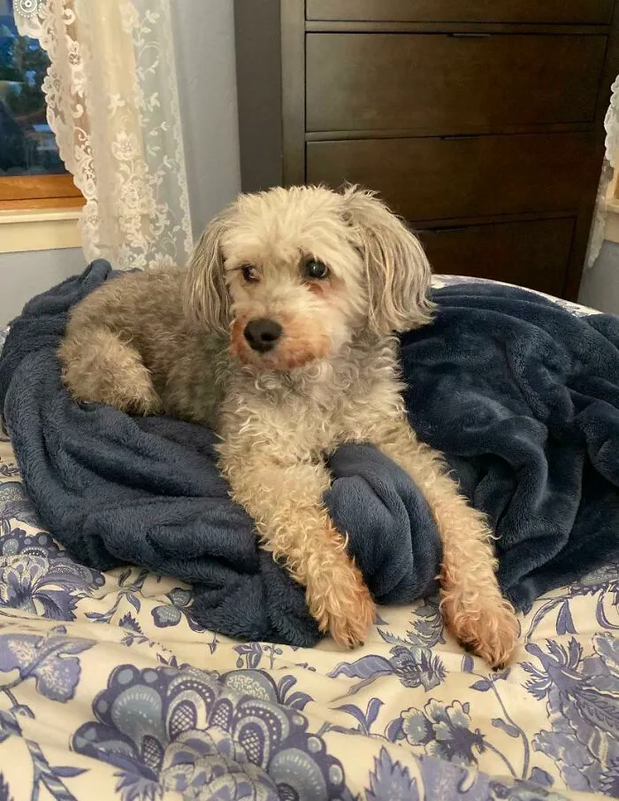 I Heard We Were Sharing Senior Dogs. Meet 14 Year Old Stella The Schnoodle!