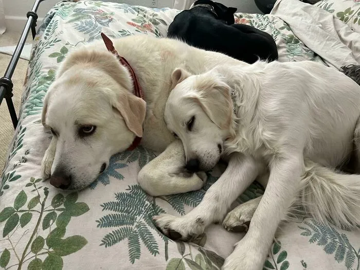 My Senior Dog Tolerating The Younger Foster Puppy